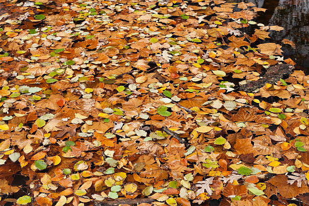 istock Abstract background of autumn leaves 508348246