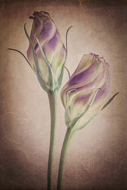 istock Lisianthus flower blooms on textured, vintage background 508348474