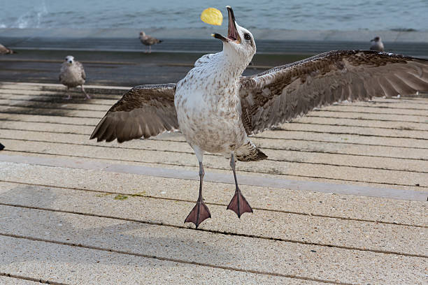 90+ Seagull Flying With A Potato Chip Stock Photos, Pictures