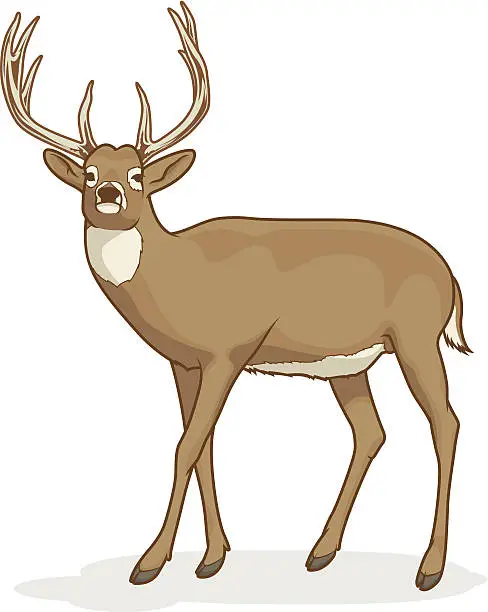 Vector illustration of White-tailed Dear