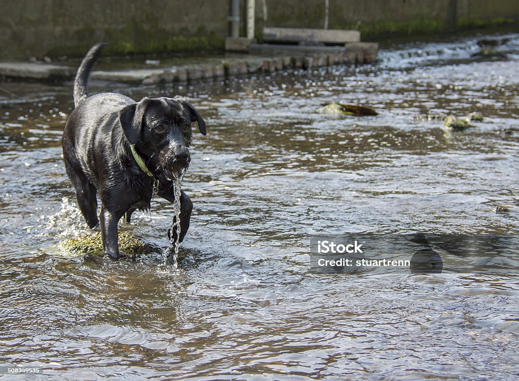 Black Labrador dog playing in stream Adult Stock Photo