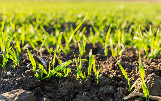 istock Green field of sprouting wheat 508349664