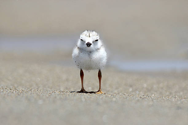 paspelierung regenpfeifer küken am strand - charadrius stock-fotos und bilder