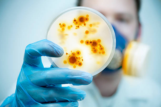 Infection And Disease Control Science and Lab Research.A scientist holding a Petri Dish with Virus and bacteria cells. petri dish stock pictures, royalty-free photos & images
