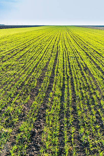 istock Green field of sprouting wheat 508349924