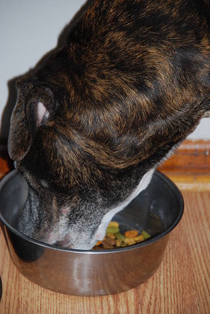 istock Brown Mutt Puppy Eating from Bowl 508350858