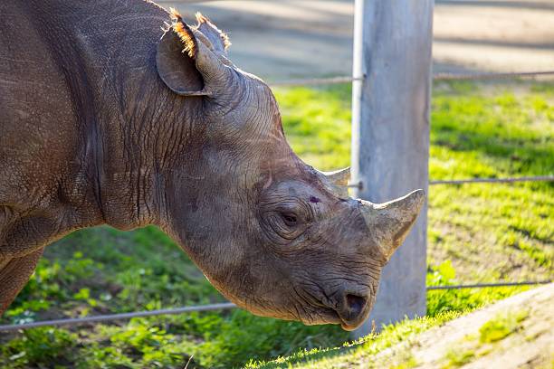 istock Black Rhinoceros (or hook-lipped rhinoceros) - Diceros bicornis 508350922