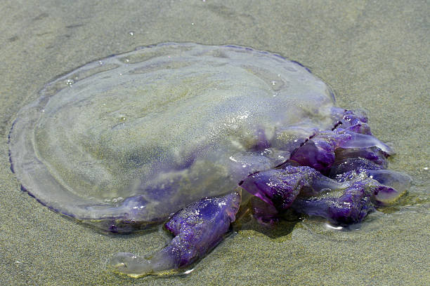 istock jellyfish with stinging tentacles on the beach 3 508351329