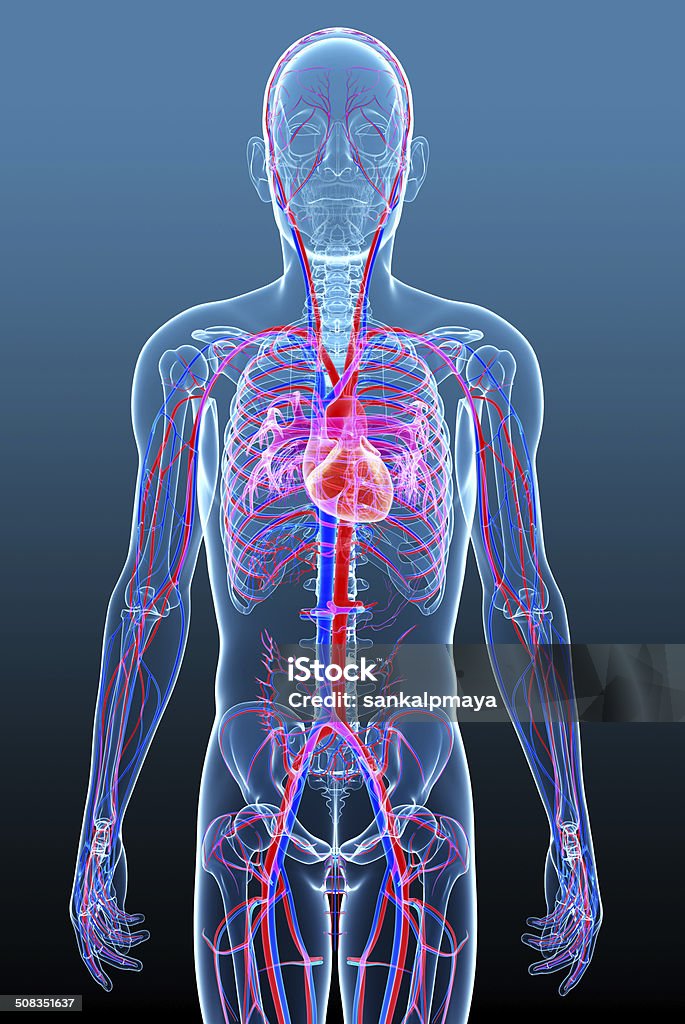 Male circulatory system Illustration of Male circulatory system Full Length Stock Photo