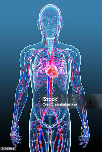 Male Circulatory System Stock Photo - Download Image Now - Full Length, The Human Body, Cardiovascular System