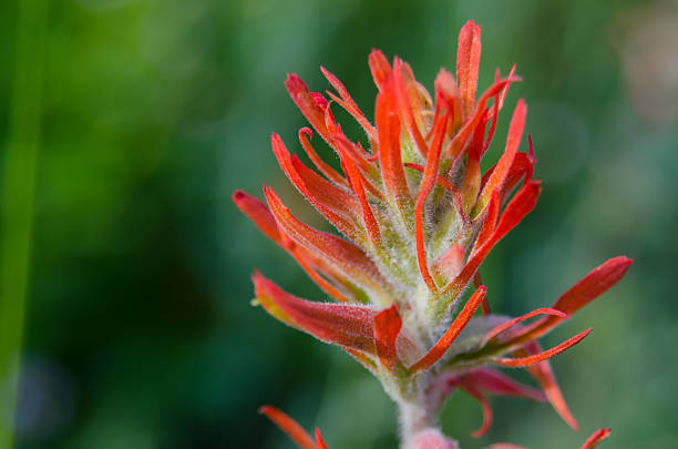 istock Indian Paintbrush Close Up Horizontal 508351984