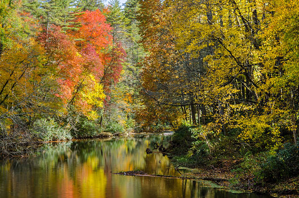 istock Fall leaves along Linville River 508352094
