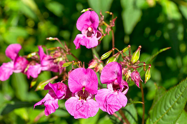 Impatiens glandulifera, Himalayan Balsam Impatiens glandulifera, Himalayan Balsam. Himalayan Balsam (Impatiens glandulifera) is a large annual plant, native to the Himalaya. It typically grows to 1 to 2 m high, with a soft green or red-tinged stem, and lanceolate leaves 5 to 23 cm long. ornamental jewelweed stock pictures, royalty-free photos & images