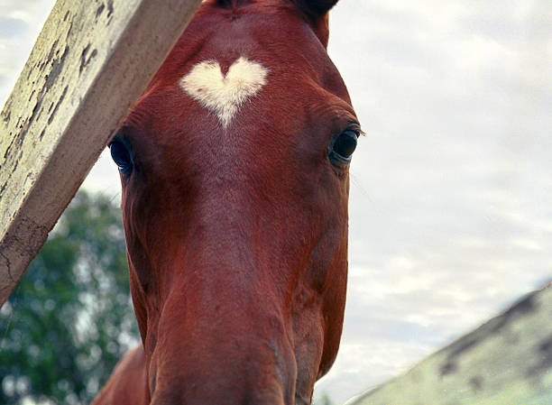 Beautiful young horse with heart-shaped white spot on the head.