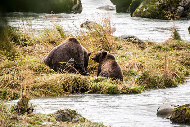 istock Brown Bear - Mother Teach Cub To Catch Fish 508352861