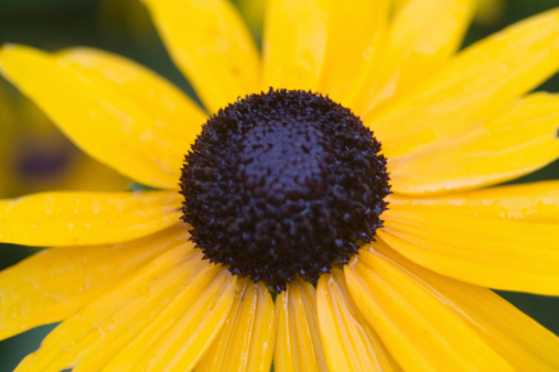 close up shot of black eye susan flower