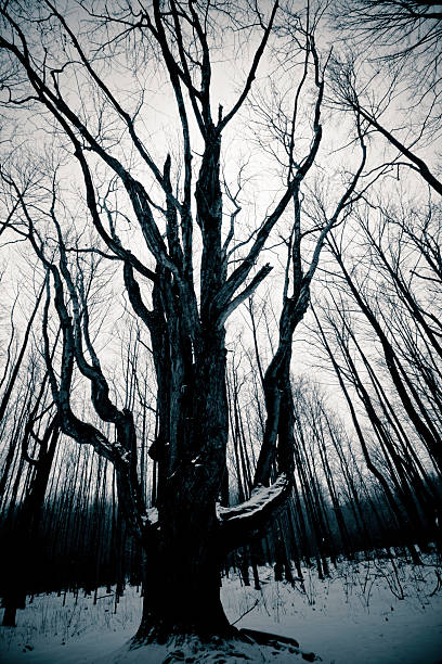 istock King of the forest 508353216
