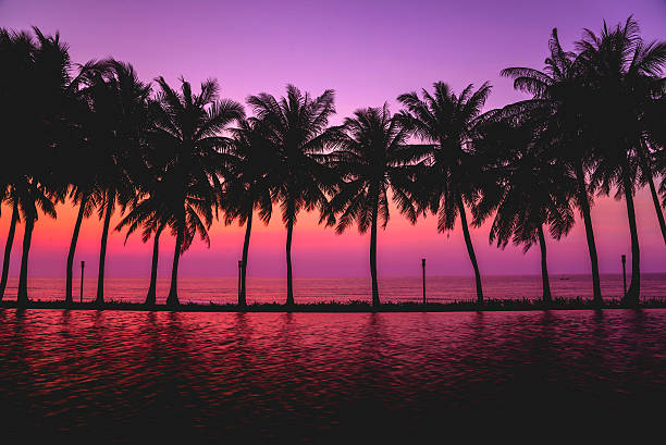 Sunset with silhouette Palm trees, Pastel Style