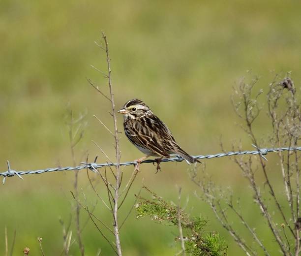 passero delle savane (passerculus sandwichensis) - passerculus sandwichensis foto e immagini stock