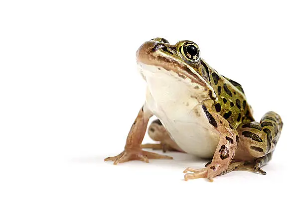 Photo of Northern Leopard Frog (Lithobates pipiens)