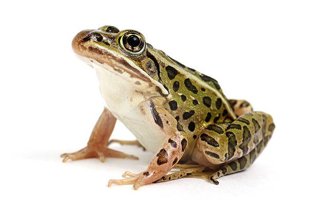 Northern Leopard Frog (Lithobates pipiens) Northern Leopard Frog (Lithobates pipiens) on a white background amphibian photos stock pictures, royalty-free photos & images