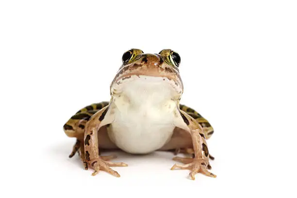 Photo of Northern Leopard Frog (Lithobates pipiens)