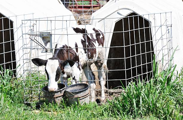 istock Calf in Hutch 508354265
