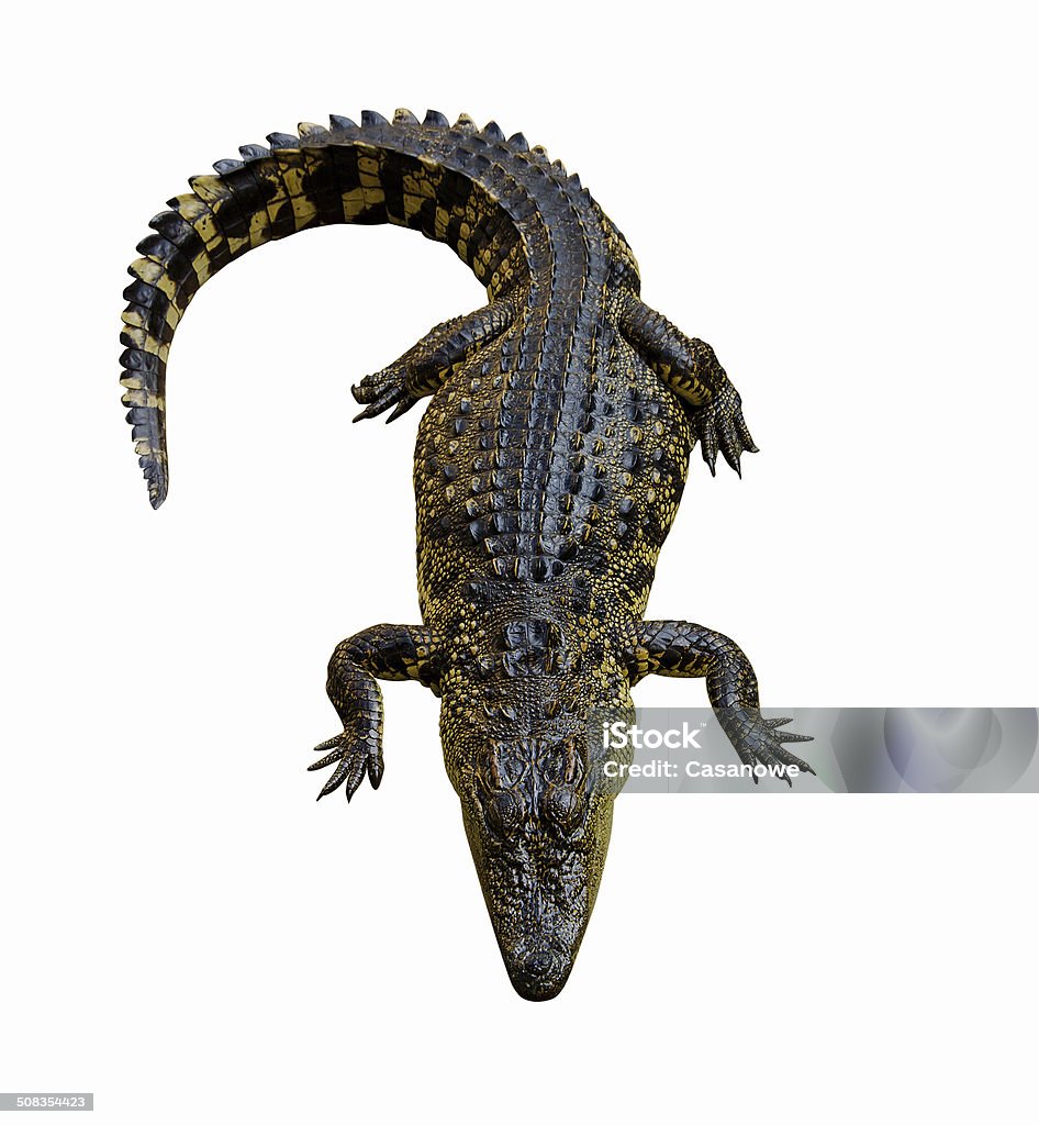 crocodile crocodile isolated on white background. Aggression Stock Photo