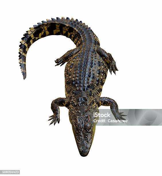 Crocodile Stock Photo - Download Image Now - Aggression, Amphibian, Animal