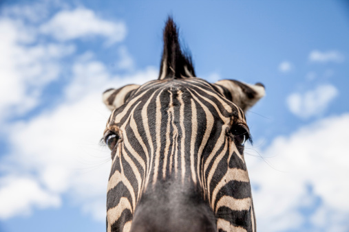 Low angle view of a zebra head