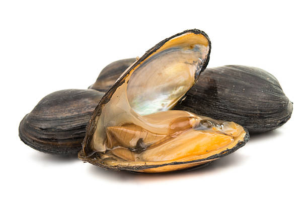 istock group of boiled mussels in shells isolated 508355080