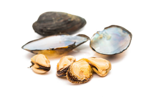 istock group of boiled mussels in shells isolated 508355332