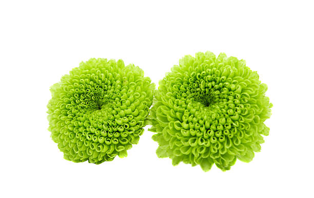 istock Macro of a green chrysanthemum isolated 508355496