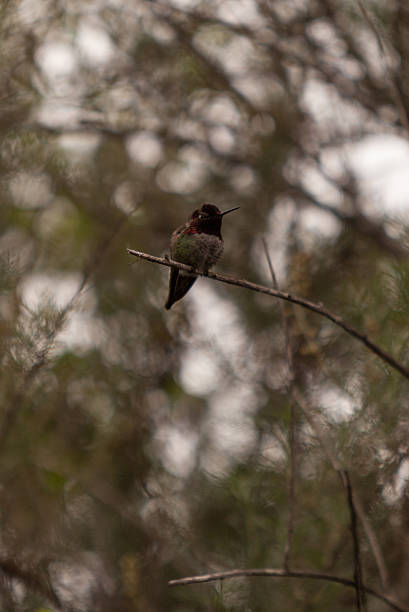 istock Male Anna’s Hummingbird 508356042