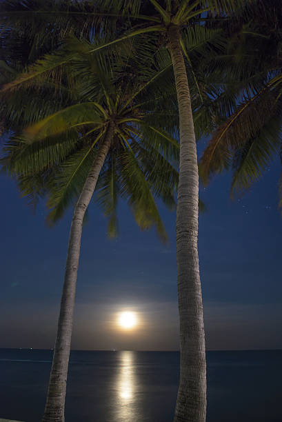 istock Palm Trees and Moon at Night time 508371058