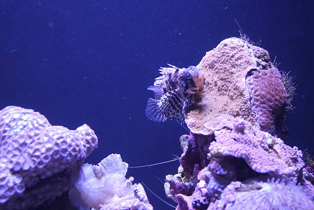 istock Hawaiian Lionfish in aquarium 508371062