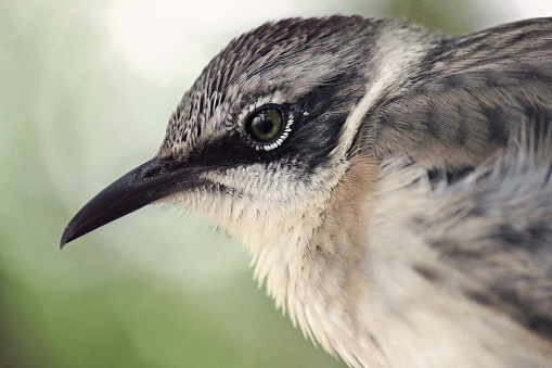 Mangrove finch in the Galapagos Islands.