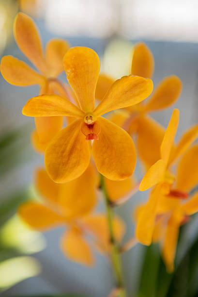 istock Beautiful yellow orchids flower tree. 508371384