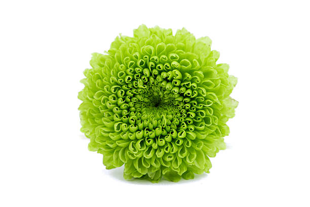 istock Macro of a green chrysanthemum isolated 508371526