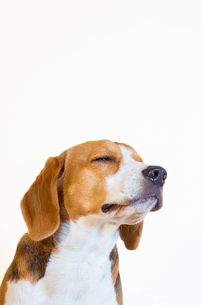istock Young beagle dog studio portrati close eyes 508371674