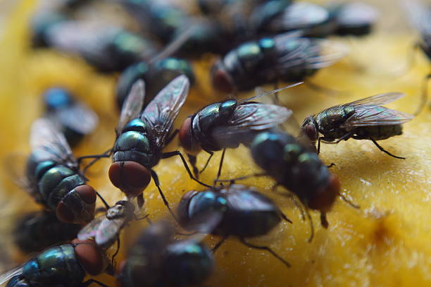 mosca domestica ricerca per indicizzazione e succhiare succo di mango - mosca domestica foto e immagini stock