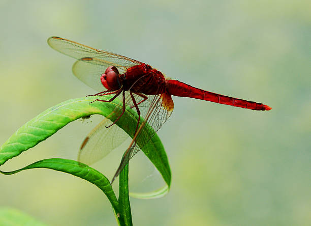 Red Dragonfly stock photo