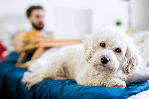 istock Cute little white dog in bed 508372922