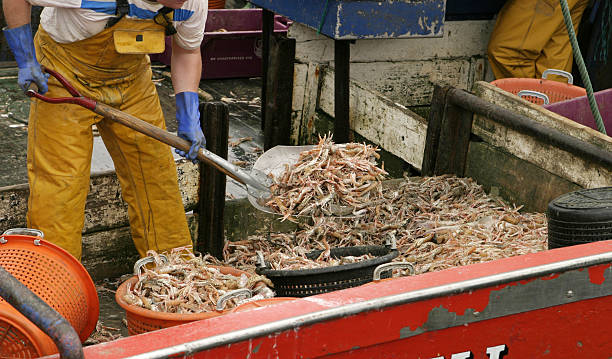 gamberi sulla barca - barca per pesca di gamberetti foto e immagini stock