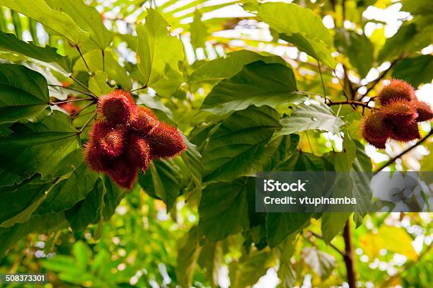 Annatto Foto de stock y más banco de imágenes de Achiote - Achiote, Alimento, Fotografía - Imágenes