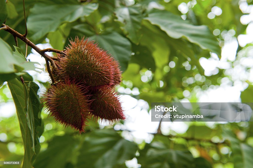 Annatto - Foto de stock de Achiote libre de derechos