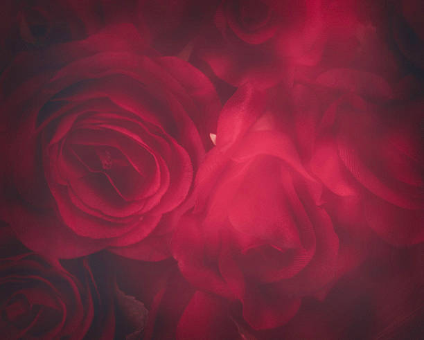 s день святого валентина фон мягкие размытый красных роз - low key стоковые фото и изображения