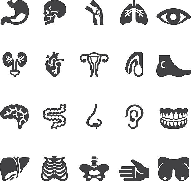 sylwetka ikony/eps10 narządów - animal uterus stock illustrations