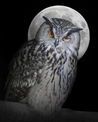 The Eagle owl (Bubo Bubo) and moon.