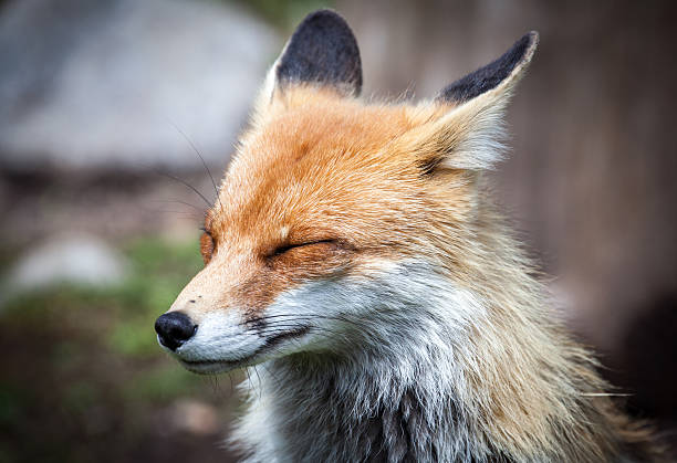 Fox In Forest At High Tatras Slovakia Stock Photo - Download Image Now - Animal Wildlife, Animals Hunting, Animals In The Wild - iStock Fox In Forest At High Tatras Slovakia Stock Photo - Download Image Now - Animal Wildlife, Animals Hunting, Animals In The Wild - iStock